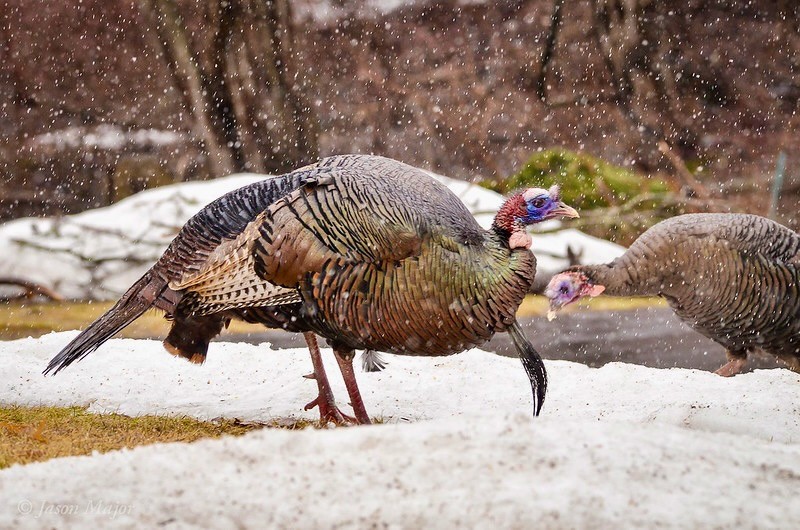 Wild Turkeys at Governor Francis Farms by Jason Major.